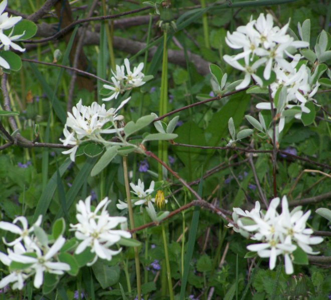 Amelanchier ovalis