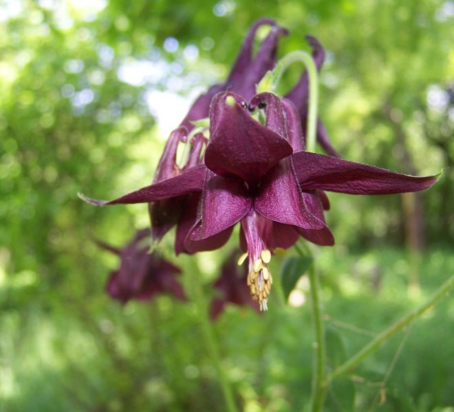 Aquilegia atrata