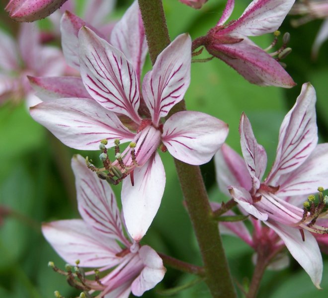 Dictamnus albus