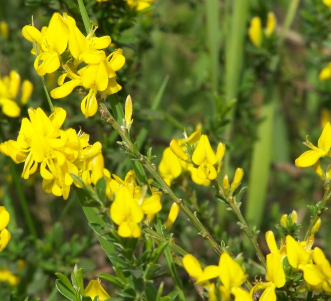 Genista pilosa