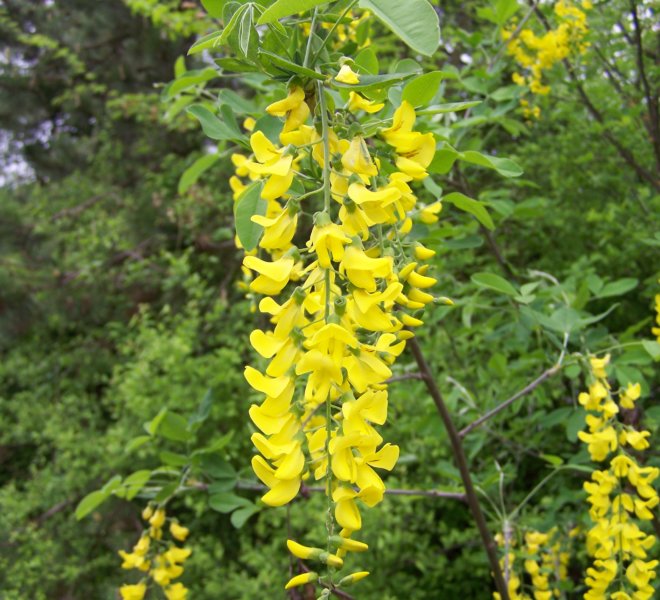 Laburnum anagyroides