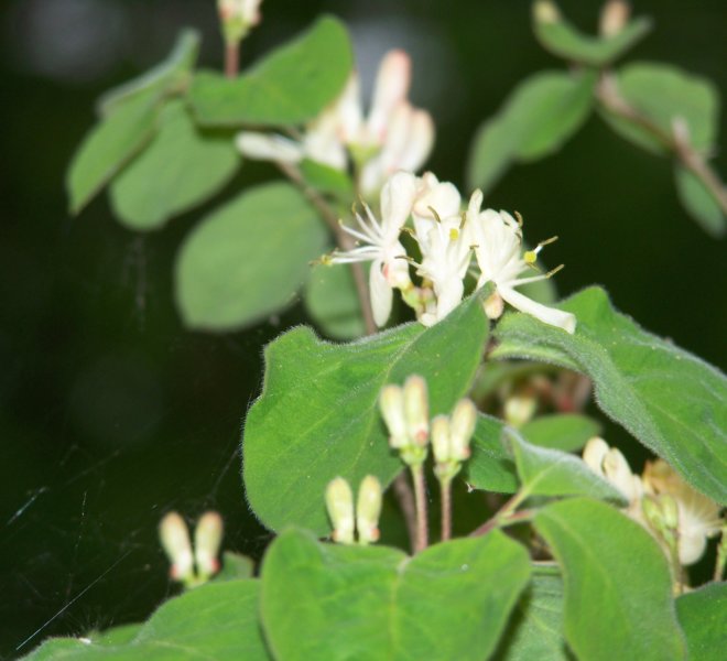 Lonicera xylosteum