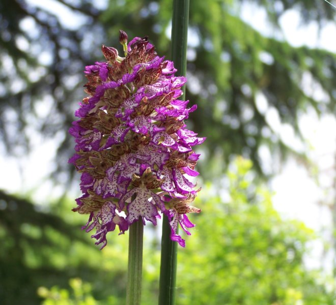 Ochis purpurea