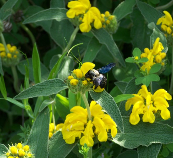 Phlomis fruticosa