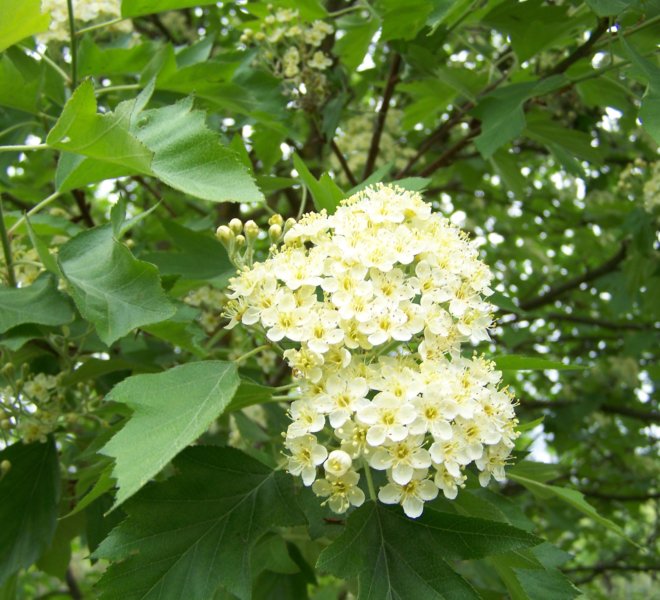 Sorbus torminalis