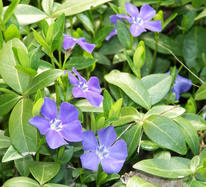 Vinca minor